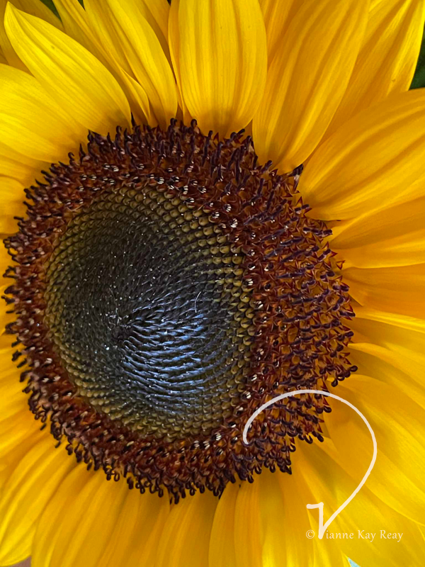 Glorious Sunflower
